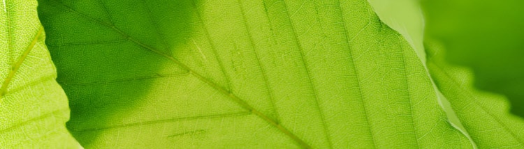 Une forêt à travers laquelle pénètrent les rayons du soleil.