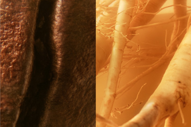 Caféine GinZing extraite de grains de café